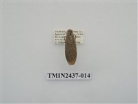 藏品(淡墨苔蛾)的圖片